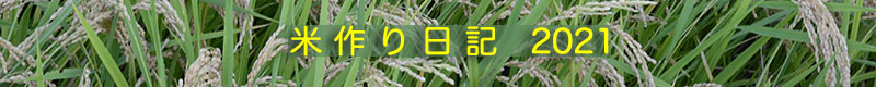 米作り日記2021