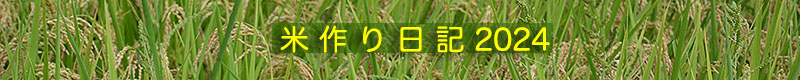 米作り日記2024